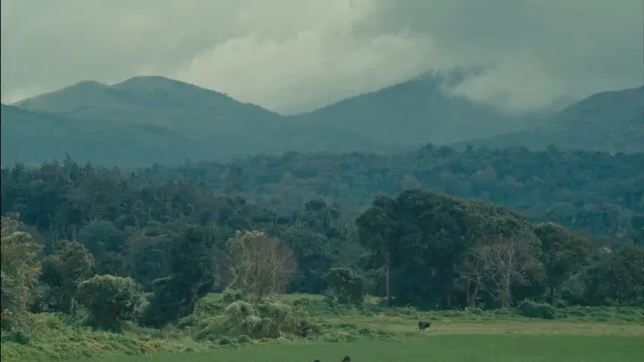 Still from Flowers We Couldn’t Touch
